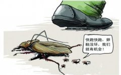 时代卫士杀虫公司讲述蟑螂的那些事