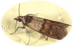 仓储害虫预警，应该如何防治