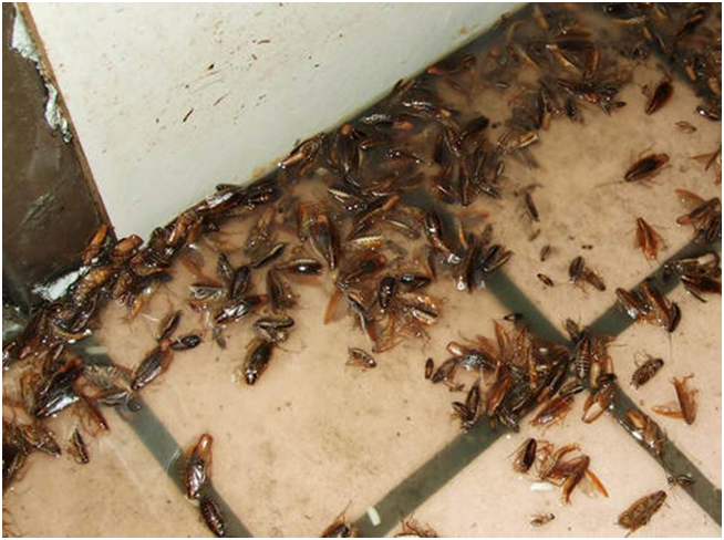 <b>消杀防治蟑螂</b>